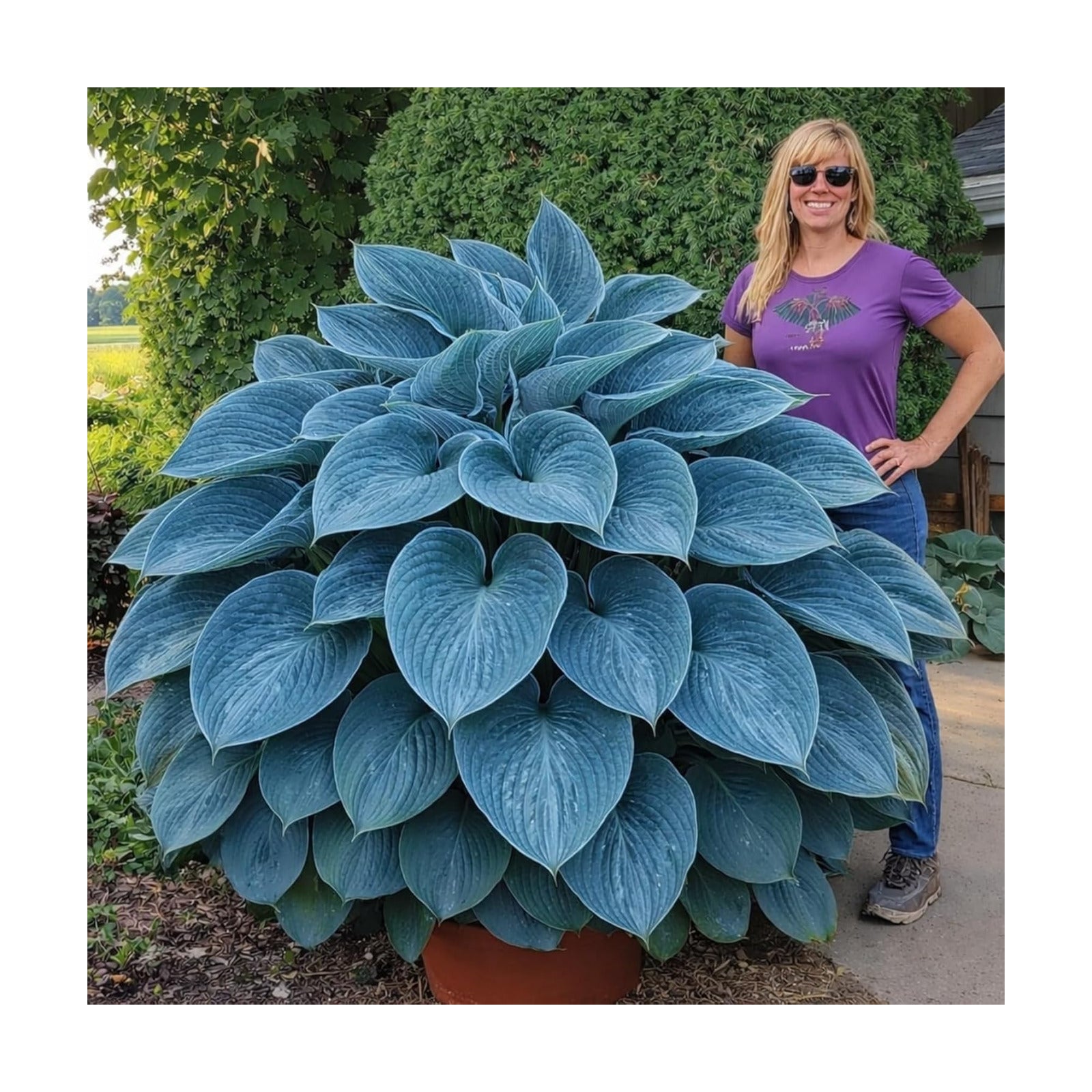 Blue Angel Giant Hosta Plant for Growing - Perennial Shade Plant - Large Blue Green Foliage - Easy to Grow Outdoor
