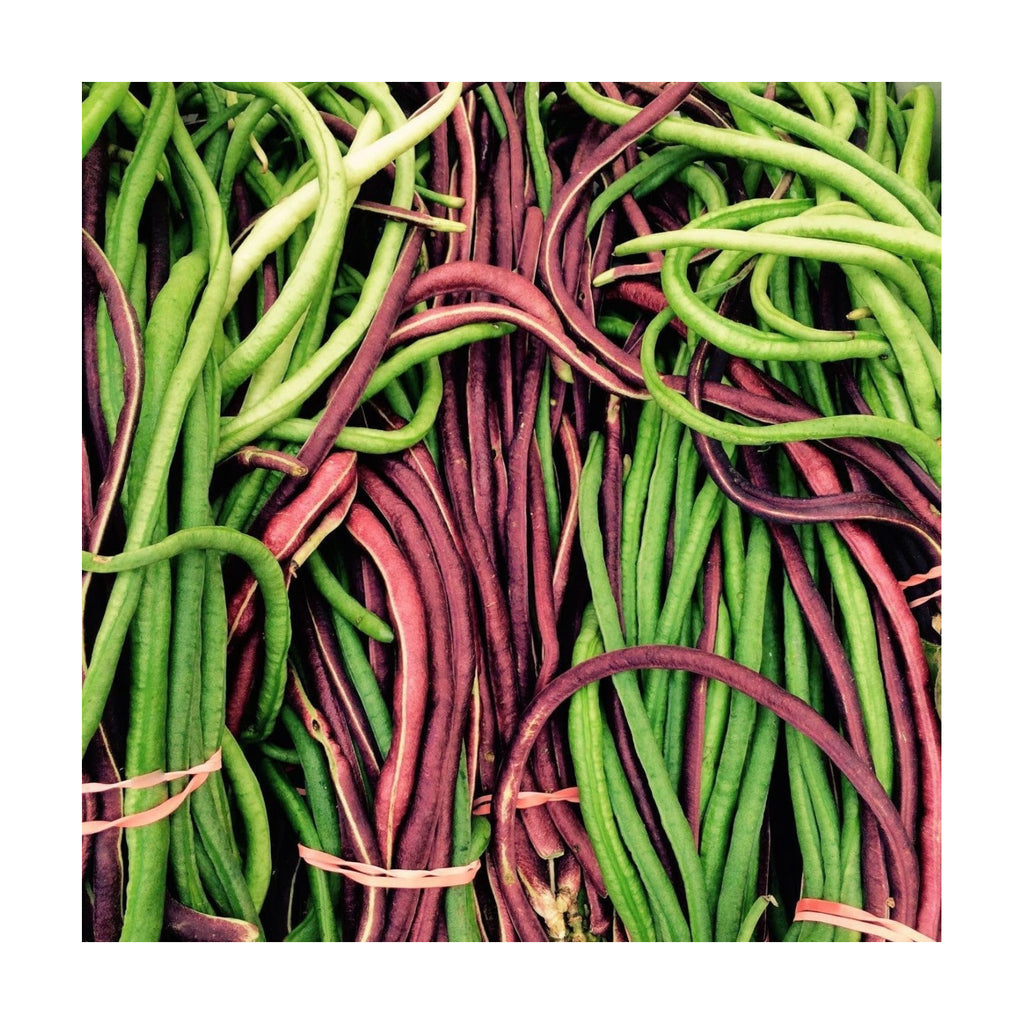 Red and Green Mix Yard Long Bean Seeds - 1/4 Pound Dark Green & 1/4 Pound Red Noodle - for 2026 Planting 2 Colors Mixed