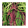 Red and Green Mix Yard Long Bean Seeds - 1/4 Pound Dark Green & 1/4 Pound Red Noodle - for 2026 Planting 2 Colors Mixed