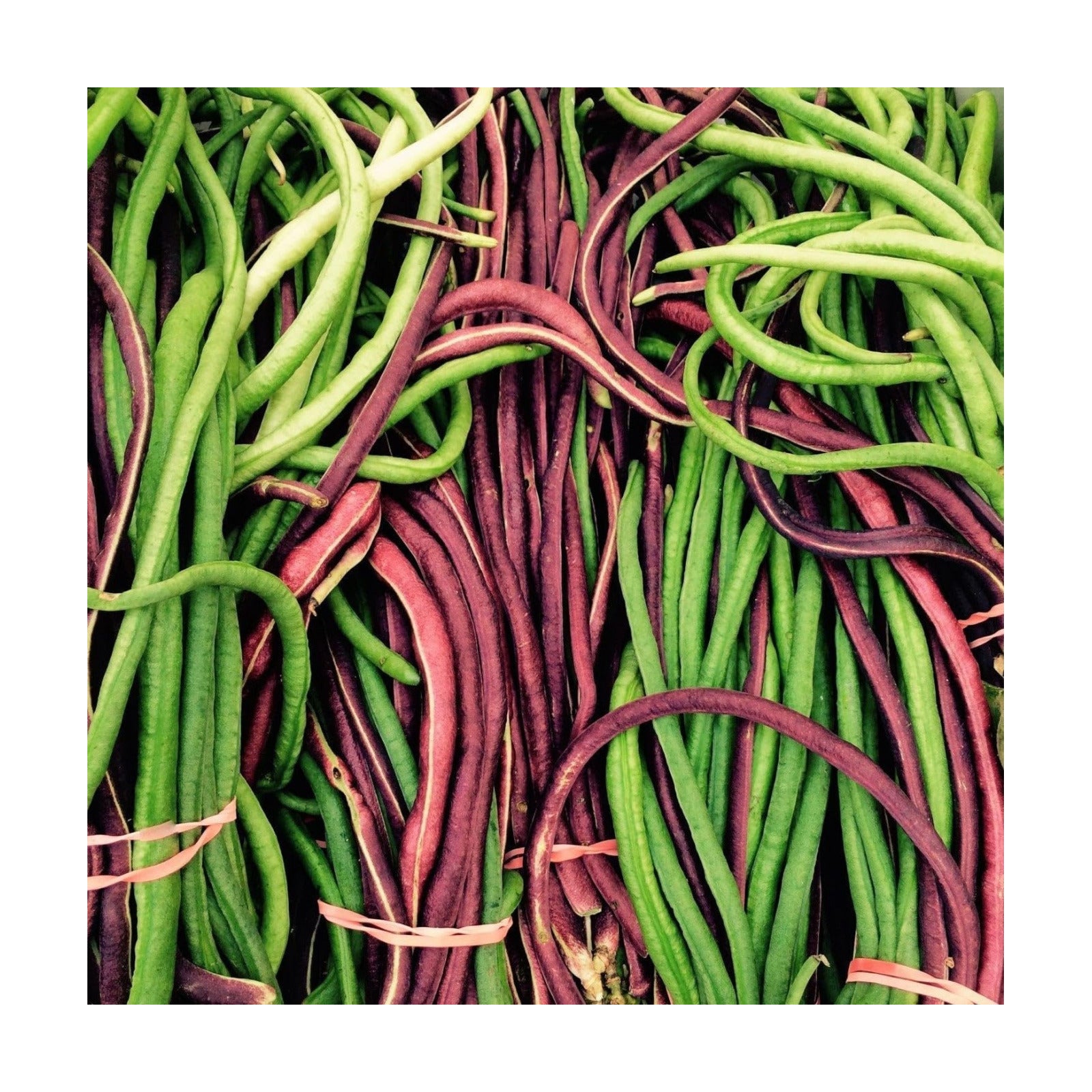 Red and Green Mix Yard Long Bean Seeds - 1/4 Pound Dark Green & 1/4 Pound Red Noodle - for 2026 Planting 2 Colors Mixed