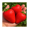 Ruby Giant Strawberry Plants – Extra Large Sweet Strawberries – High Yield Strawberry Runners – Big Fruit, Easy to Grow