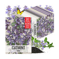 Seed Needs Catmint Seeds to Plant Heirloom Non-GMO Herbs 20 Pack