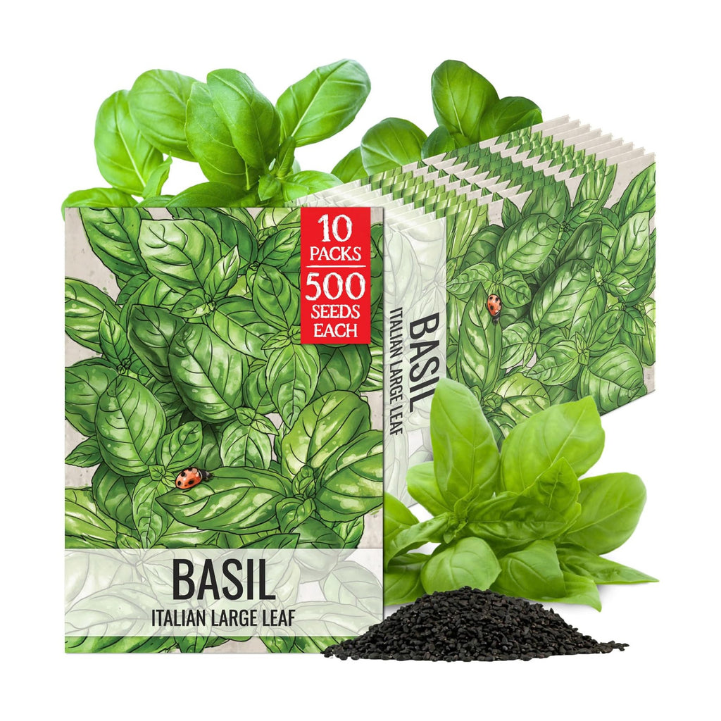 Seed Needs Italian Basil Seeds to Plant Heirloom Non-GMO Herbs 10 Pack