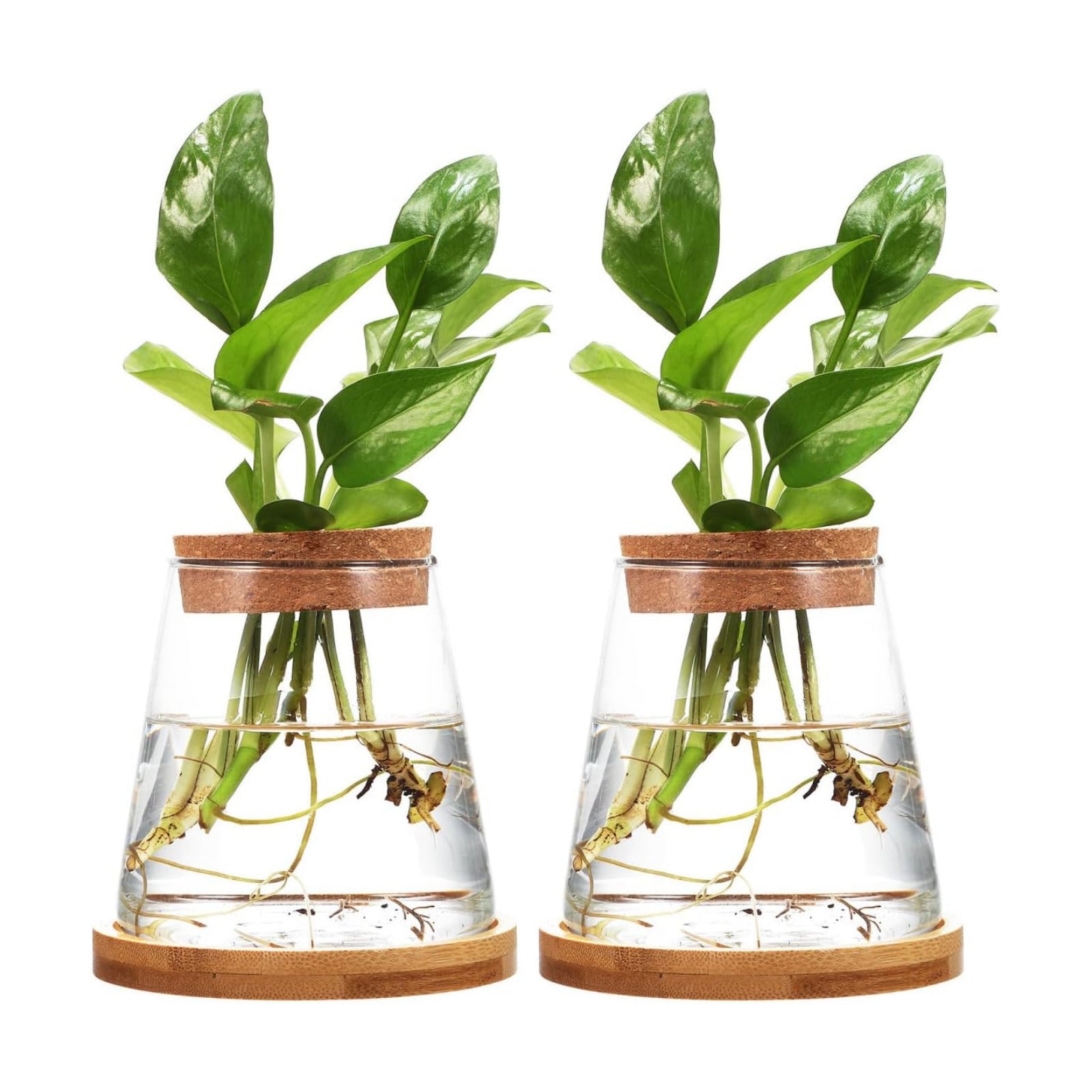 2pcs Glass Plant Propagation Station with Wooden Base Hydroponic Plants Vase for Indoor Decor Glass Terrarium Vase Jars