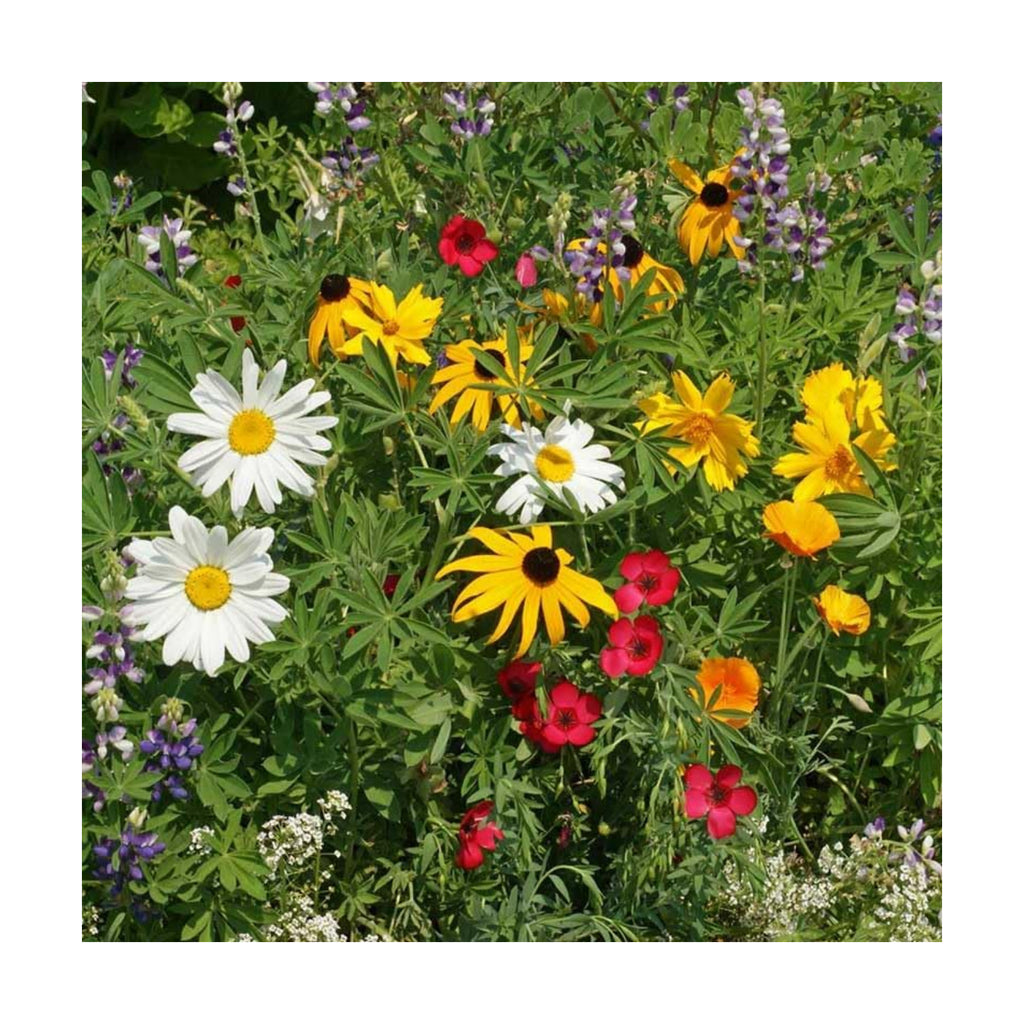 Eden Brothers Native Pacific Northwest Wildflower Seed Mix, 1/4lb,14 Pacific NW Wild Flower Seed Varieties, 100% Pure