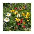 Eden Brothers Native Pacific Northwest Wildflower Seed Mix, 1/4lb,14 Pacific NW Wild Flower Seed Varieties, 100% Pure