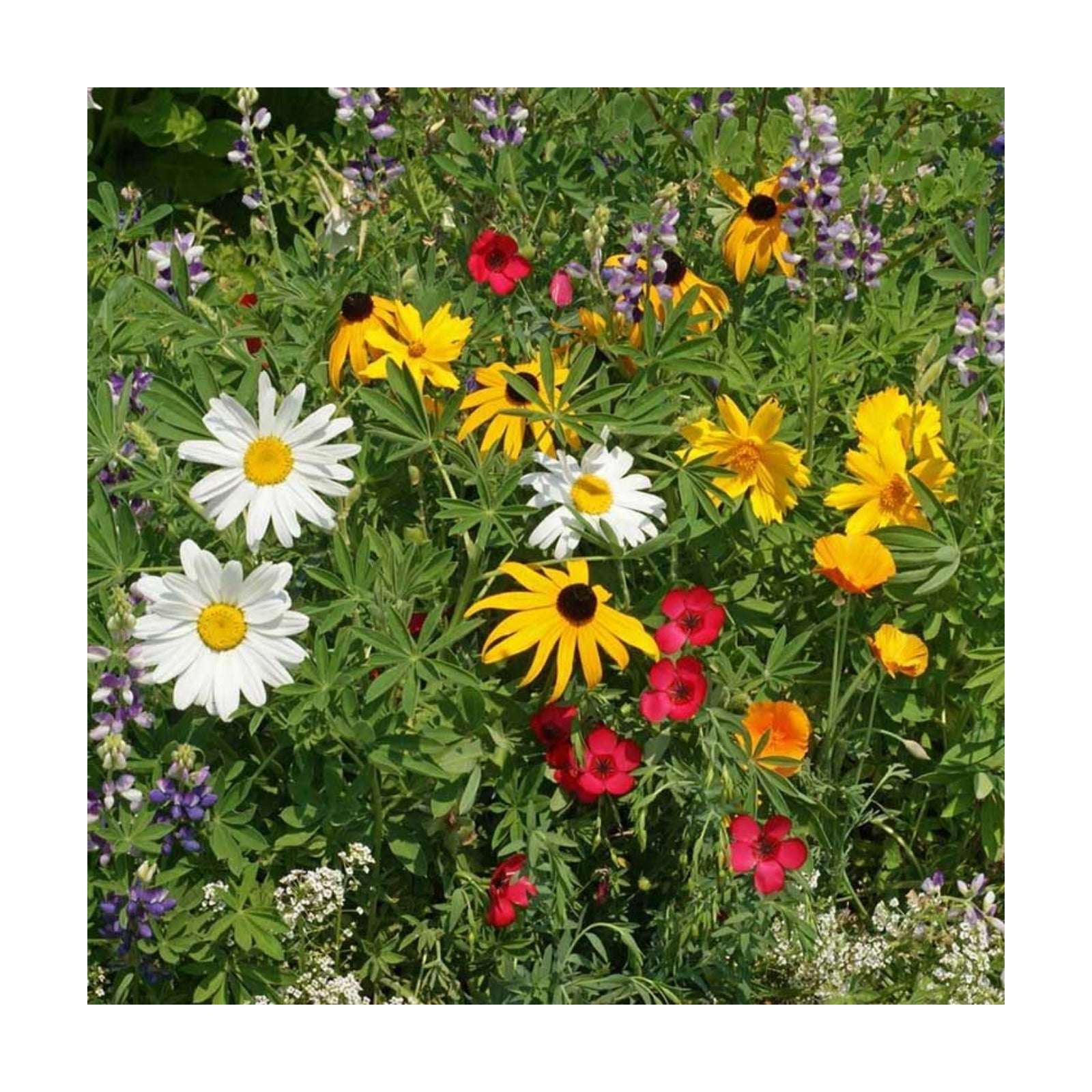 Eden Brothers Native Pacific Northwest Wildflower Seed Mix, 1/4lb,14 Pacific NW Wild Flower Seed Varieties, 100% Pure