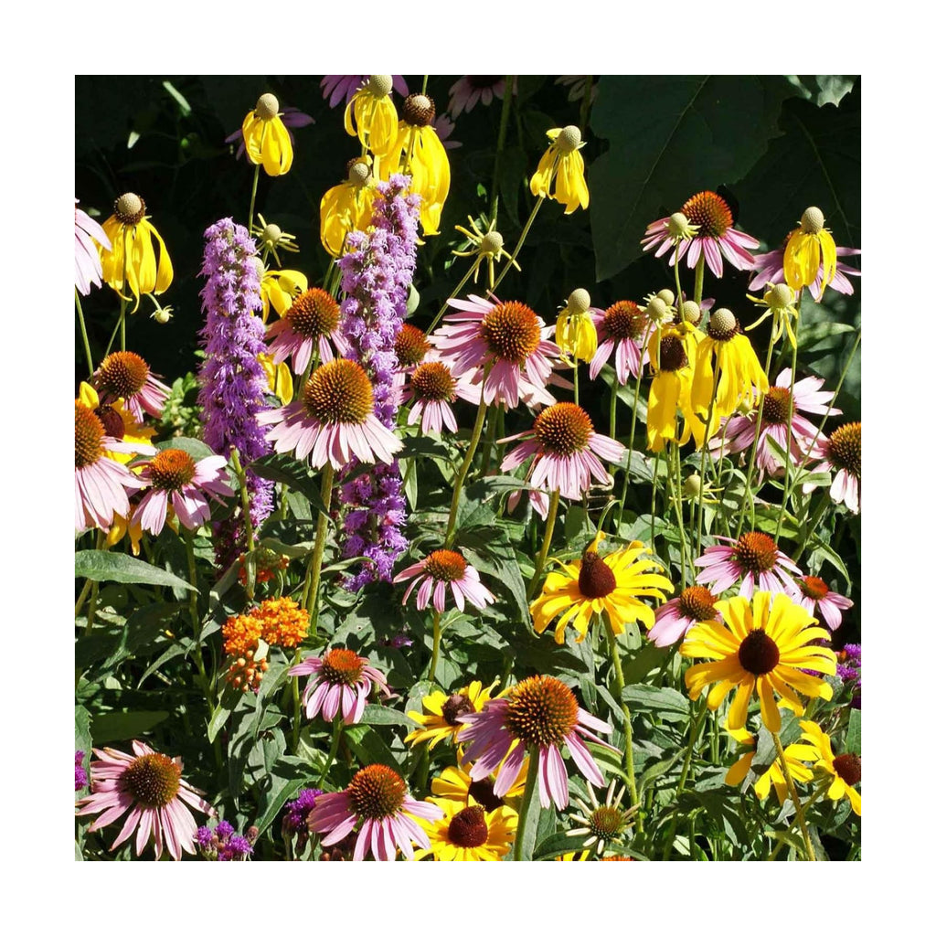 Eden Brothers Native Midwest Wildflower Seed Mix, 1/4lb, 19 Prairie Wild Flower Seed Varieties,100% Pure Seed No