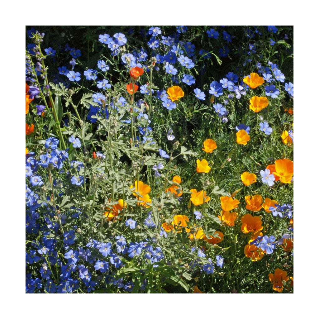 Eden Brothers Native Western Xeriscape Flower Seed Mix, 1/4lb,16 Drought Tolerant Wild Flower Seed Varieties,100% Pure