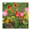 Eden Brothers Native Southwest Wildflower Seed Mix, 1/4lb,16 Desert Wild Flower Seed Varieties, 100% Pure Seed No