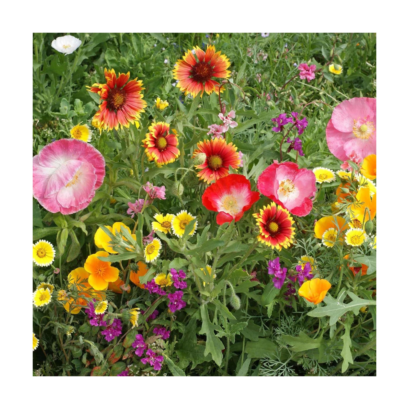 Eden Brothers Native Southwest Wildflower Seed Mix, 1/4lb,16 Desert Wild Flower Seed Varieties, 100% Pure Seed No