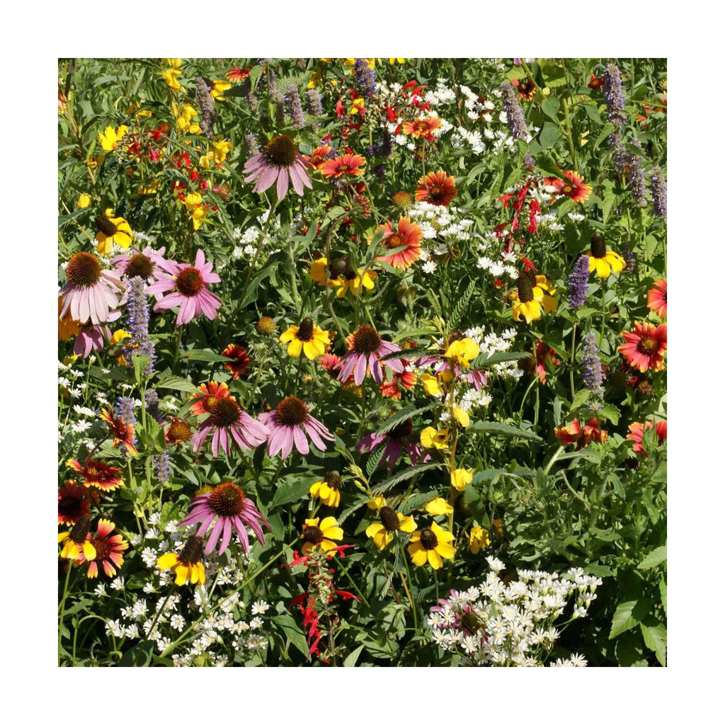 Eden Brothers Native Eastern Xeriscape Flower Seed Mix, 1/4lb,16 Drought Tolerant Wild Flower Seed Varieties,100% Pure