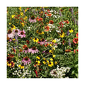 Eden Brothers Native Eastern Xeriscape Flower Seed Mix, 1/4lb,16 Drought Tolerant Wild Flower Seed Varieties,100% Pure