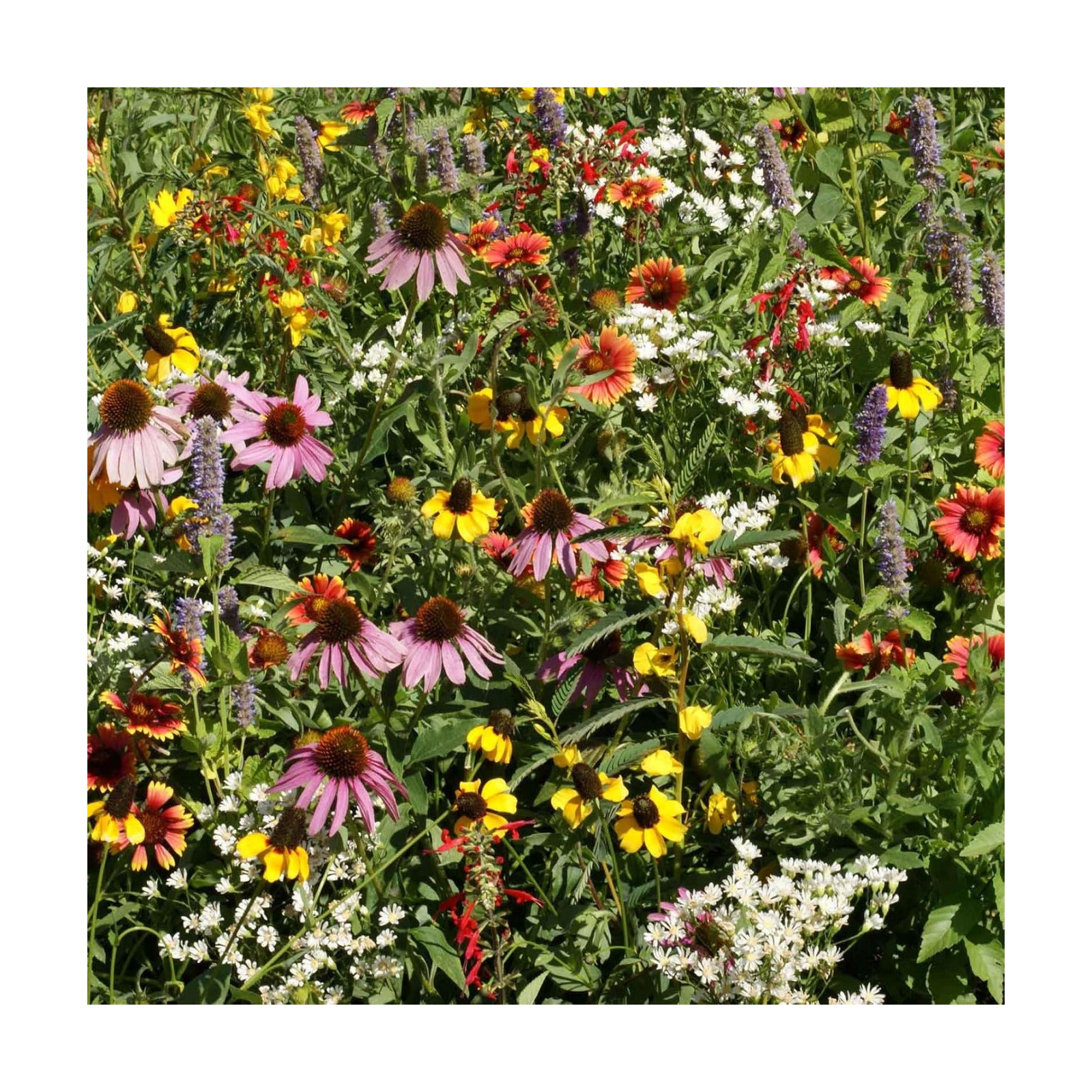 Eden Brothers Native Eastern Xeriscape Flower Seed Mix, 1/4lb,16 Drought Tolerant Wild Flower Seed Varieties,100% Pure