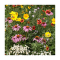 Eden Brothers Native Perennial Wildflower Seed Mix, 1/4lb, 19 Species Wild Flower Seed, 100% Pure Seed No Fillers,Bulk