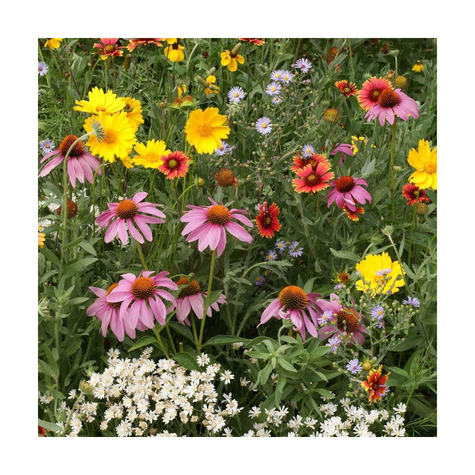 Eden Brothers Native Perennial Wildflower Seed Mix, 1/4lb, 19 Species Wild Flower Seed, 100% Pure Seed No Fillers,Bulk