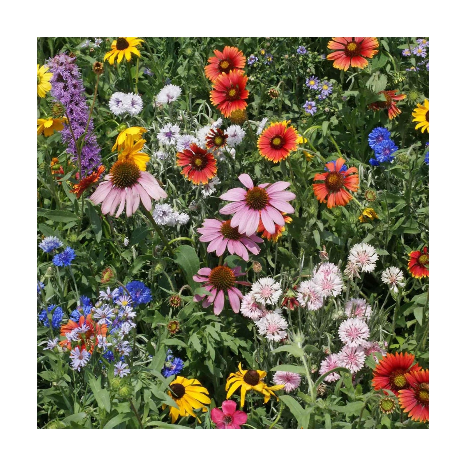 Eden Brothers Native Northeast Wildflower Seed Mix, 1/4lb, 17 Wild Flower Seed Varieties, 100% Pure Seed No