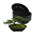 HAKZEON 12 Pcs 12 Inch Bonsai Training Pots, Matte Finish Plastic Oval Bonsai Training Pots with Drainage Hole, Oval