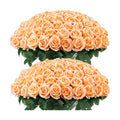 Auihiay 60PCS Artificial Roses, Champagne Roses, Velvet Silk Roses