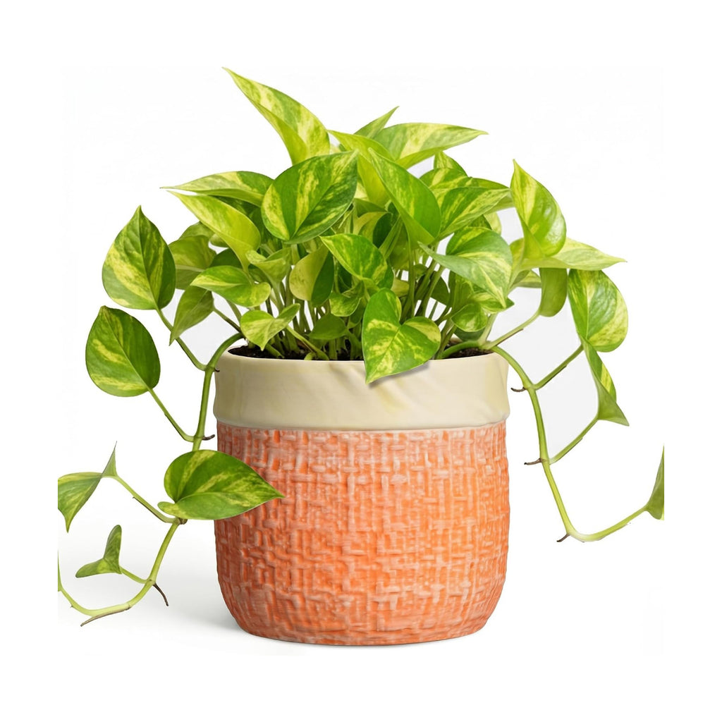 Ceramic Pots for Plants, 6 Inch Planter, Round Plant Pot, Orange | Boho Plant Pot for Indoor Plants, Decorative Flower