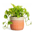 Ceramic Pots for Plants, 6 Inch Planter, Round Plant Pot, Orange | Boho Plant Pot for Indoor Plants, Decorative Flower