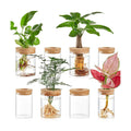 8 Pack Glass Propagation Vases, 2 Sizes Plant Propagation Station | with Cork Lids, Clear Hydroponic Rooting Jars for