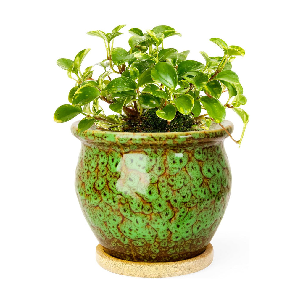 4.5 Inch Plant Pots, Small Pots for Plant Indoor, Succulent Pots with Tray