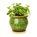 4.5 Inch Plant Pots, Small Pots for Plant Indoor, Succulent Pots with Tray