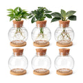 Ripeng 6 Pack Propagation Vases for Plants Plastic Large Plant Propagation Station with Hole Lid and Cork Coasters