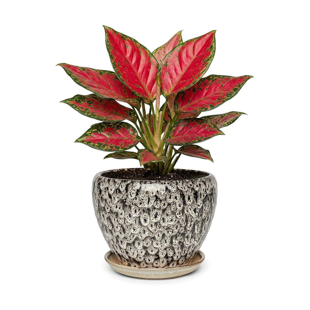 7.5 Inch Ceramic Plant Pot with Drainage Hole Mesh Net,Modern Gardening Pots for Indoor Plants with Saucer, Speckle