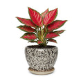 7.5 Inch Ceramic Plant Pot with Drainage Hole Mesh Net,Modern Gardening Pots for Indoor Plants with Saucer, Speckle