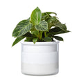 Phoenix Vine 6 Inch Self Watering Planter, Design White Terracotta Pot for Plants, Indoor Cylinder Terra Cotta Pot with