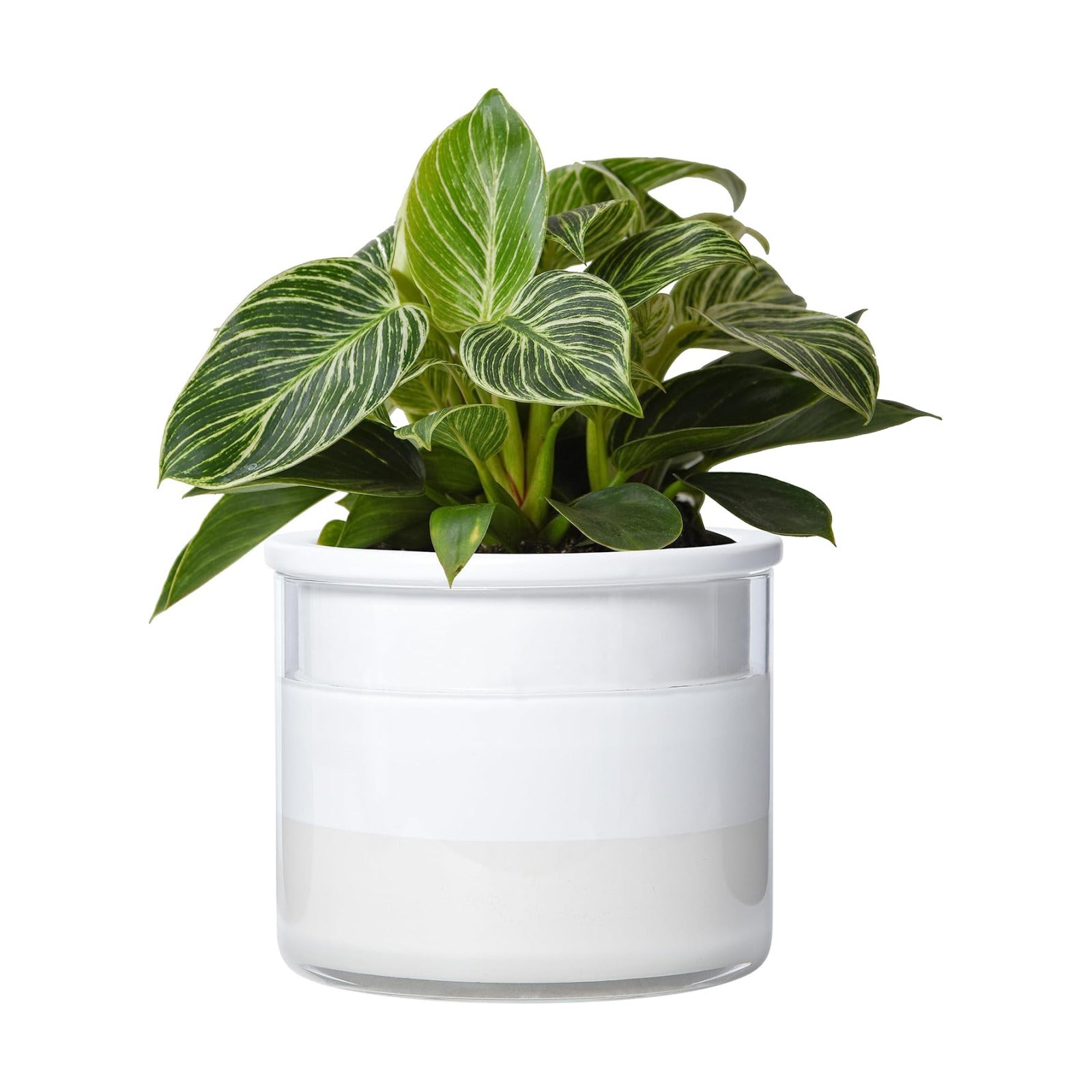Phoenix Vine 6 Inch Self Watering Planter, Design White Terracotta Pot for Plants, Indoor Cylinder Terra Cotta Pot with