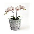 Orchid Pot with Drainage, Cream & Green, 6 Inch