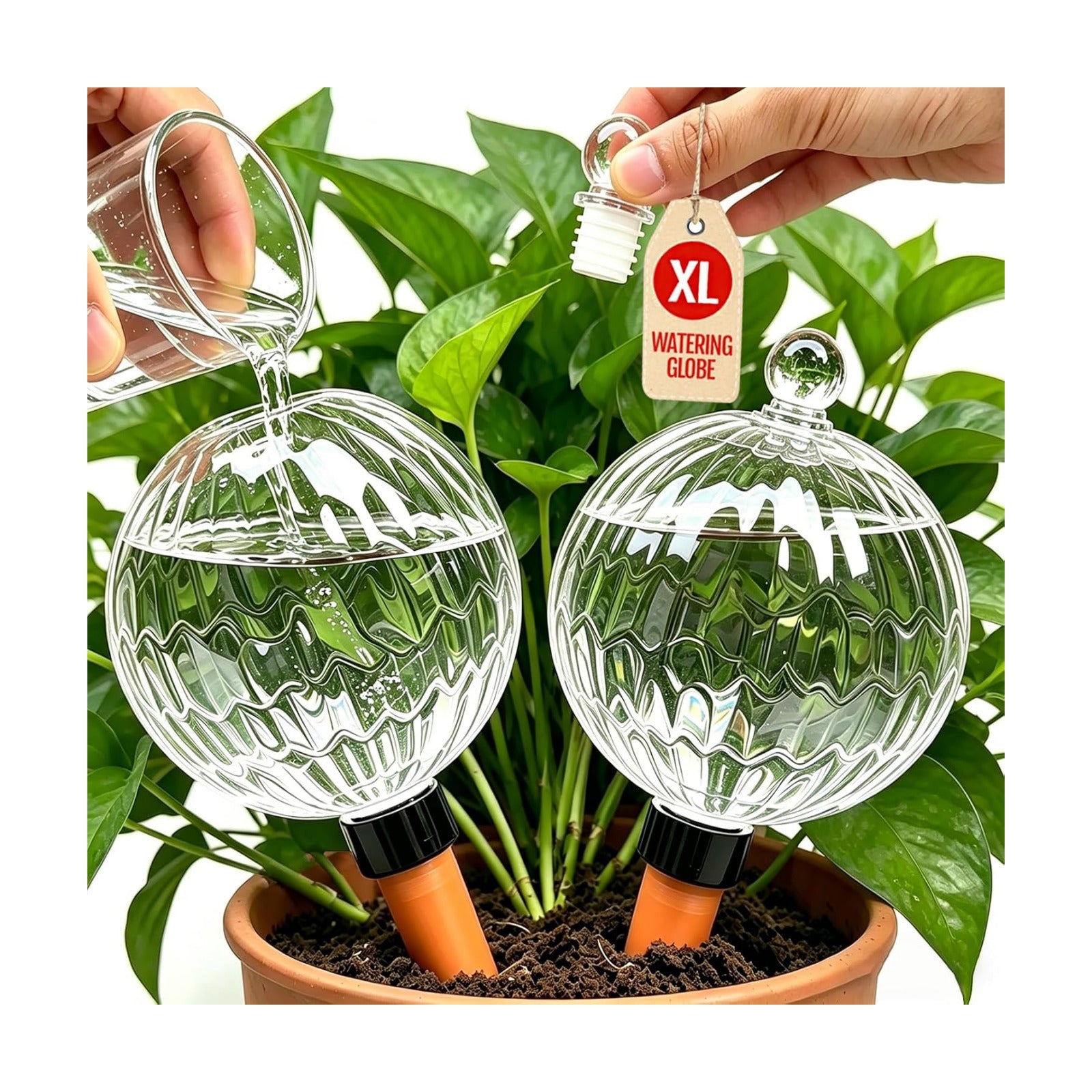 26oz Extra Large Self Watering Globes, Plant Watering Globes, Water Globes, Plant Water Bulbs, Watering Bulbs for