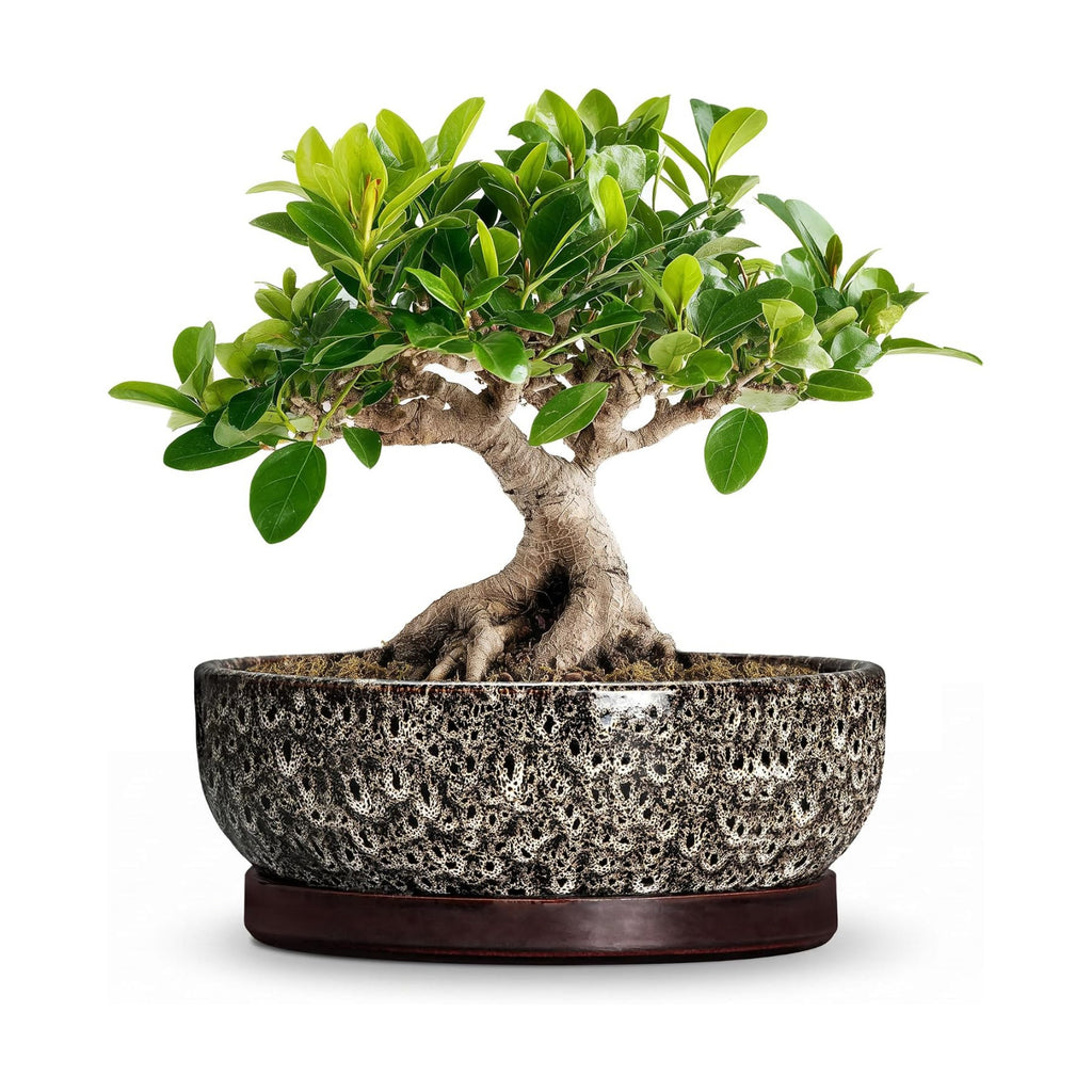 Bonsai Pots, 8 Inch Ceramic Succulent Pot with Saucer, White Leopard | Bonsai Planter for Indoor Plants, Round Shallow