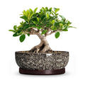 Bonsai Pots, 8 Inch Ceramic Succulent Pot with Saucer, White Leopard | Bonsai Planter for Indoor Plants, Round Shallow
