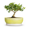 Bonsai Pots, 6 Inch Ceramic Succulent Pots with Tray, Brushed Yellow | Small Bonsai Planter with Drainage Hole, Round
