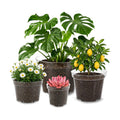 16 Pack 4/6/7.9/9.8 inch Clear Nursery Pots with Drainage Holes | Thickened UV Resistant Plastic Pots, Comes with Plant
