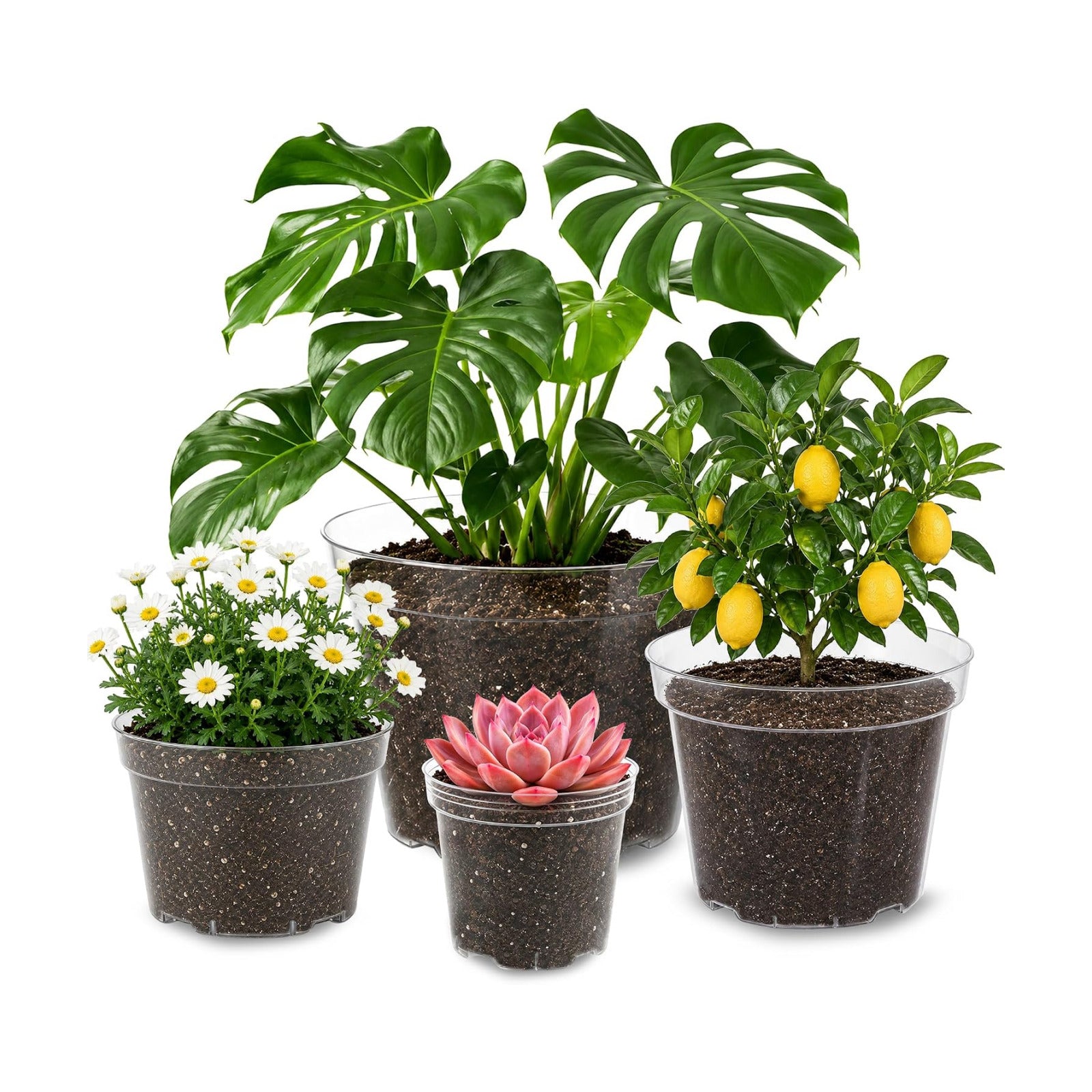 16 Pack 4/6/7.9/9.8 inch Clear Nursery Pots with Drainage Holes | Thickened UV Resistant Plastic Pots, Comes with Plant