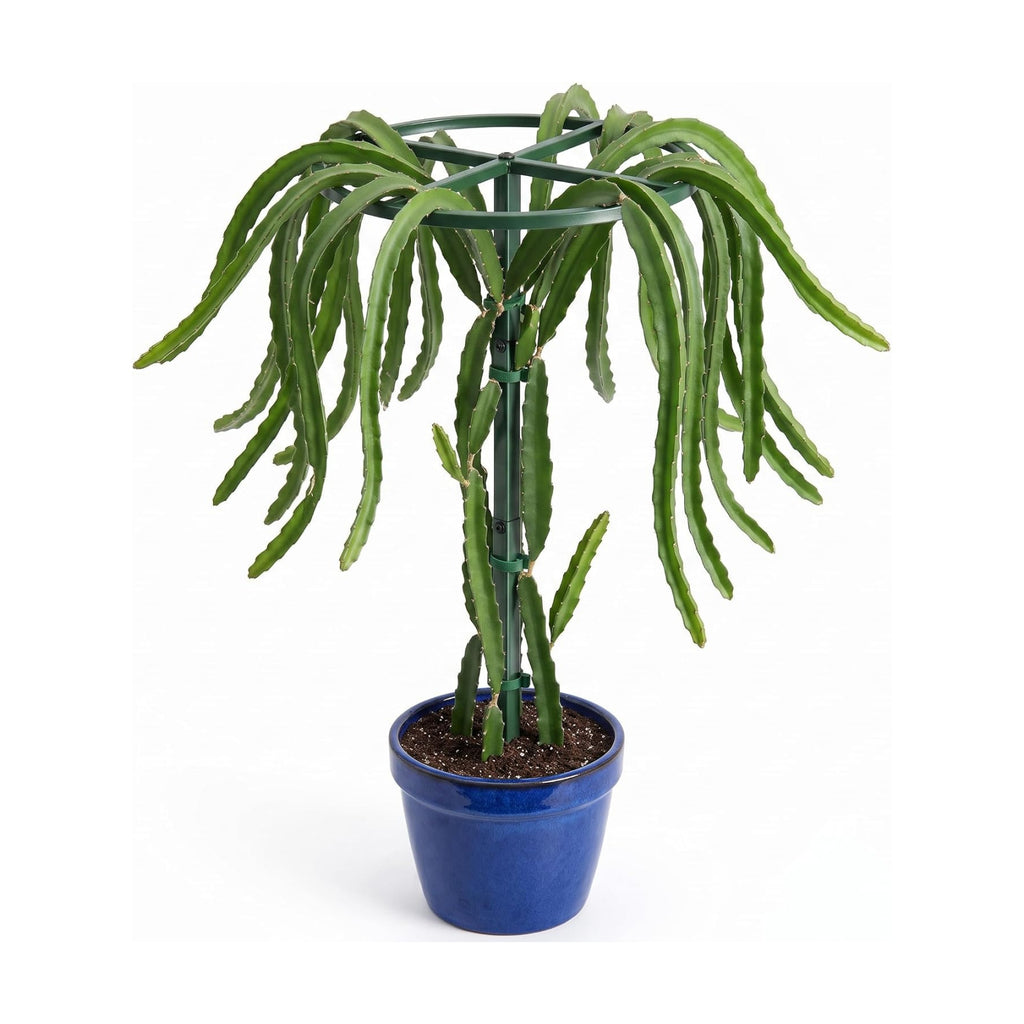 61" Adjustable Dragon Fruit Trellis, Round Ring, Green | Top apex ring supports fruit. Anti-tipping cross-base sits