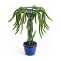 61" Adjustable Dragon Fruit Trellis, Round Ring, Green | Top apex ring supports fruit. Anti-tipping cross-base sits