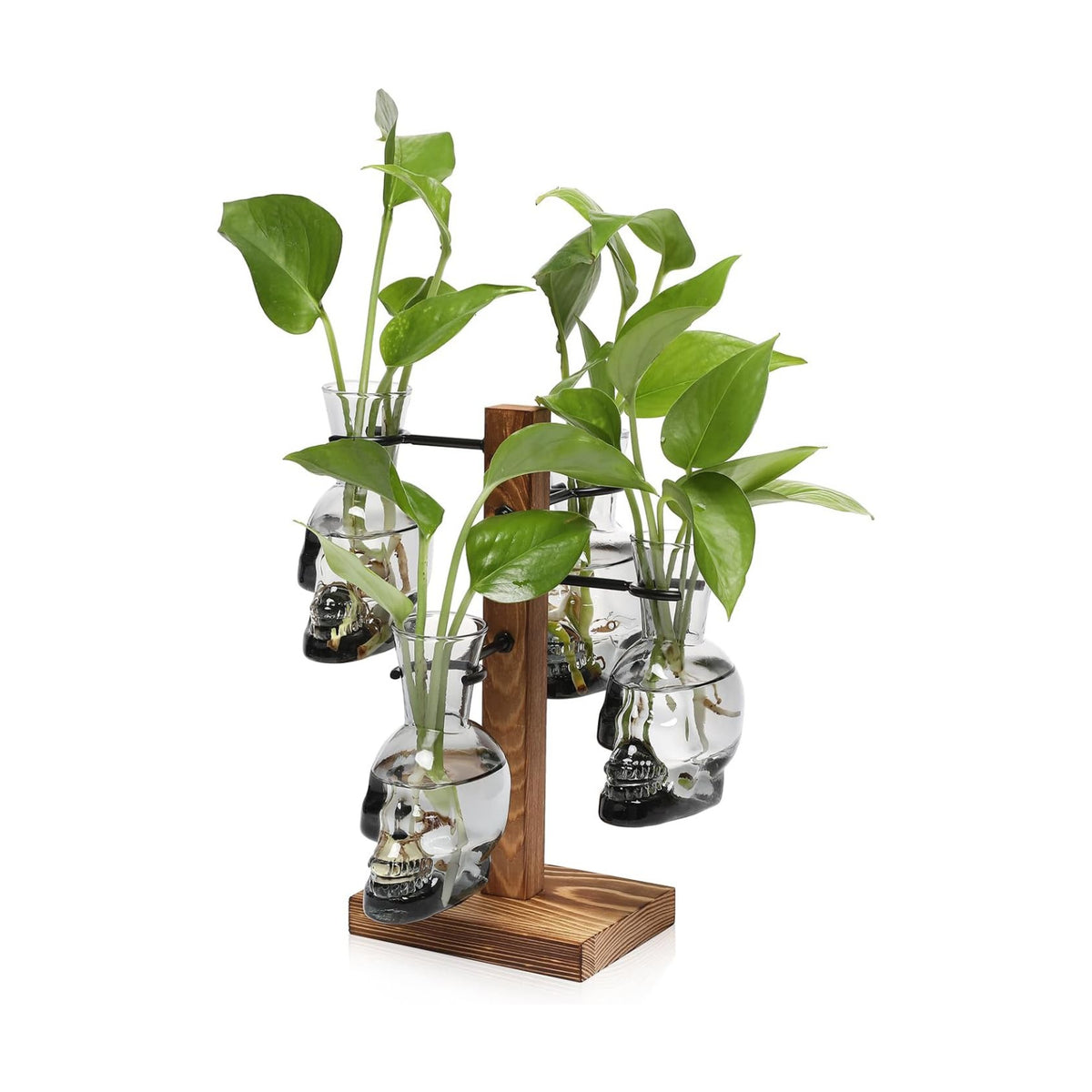 Plants Propagation Stations Skull Glass Propagation Birthday Gift for Women
