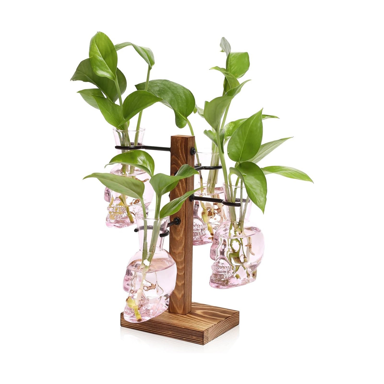 Plants Propagation Stations Skull Glass Propagation Birthday Gift for Women | Garden Plant Lovers - 4 Skull