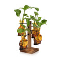 Plants Propagation Stations Skull Glass Propagation Birthday Gift for Women | Garden Plant Lovers - 4 Skull