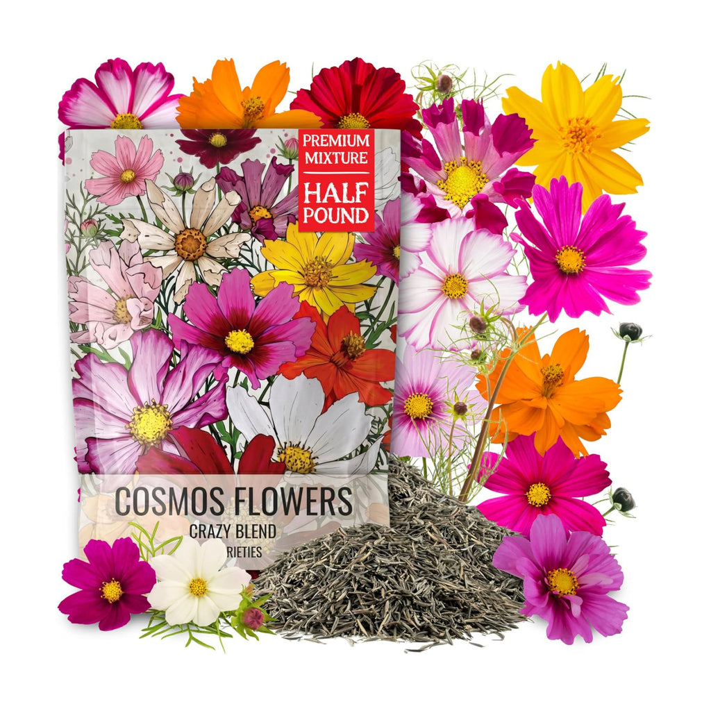 Seed Needs Cosmos Seeds Original Crazy Mix 1/2 Pound Heirloom Bulk Pack