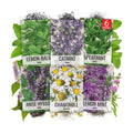Seed Needs Medicinal Herb Seeds Variety Pack of 6 Tea & Infusion Collection