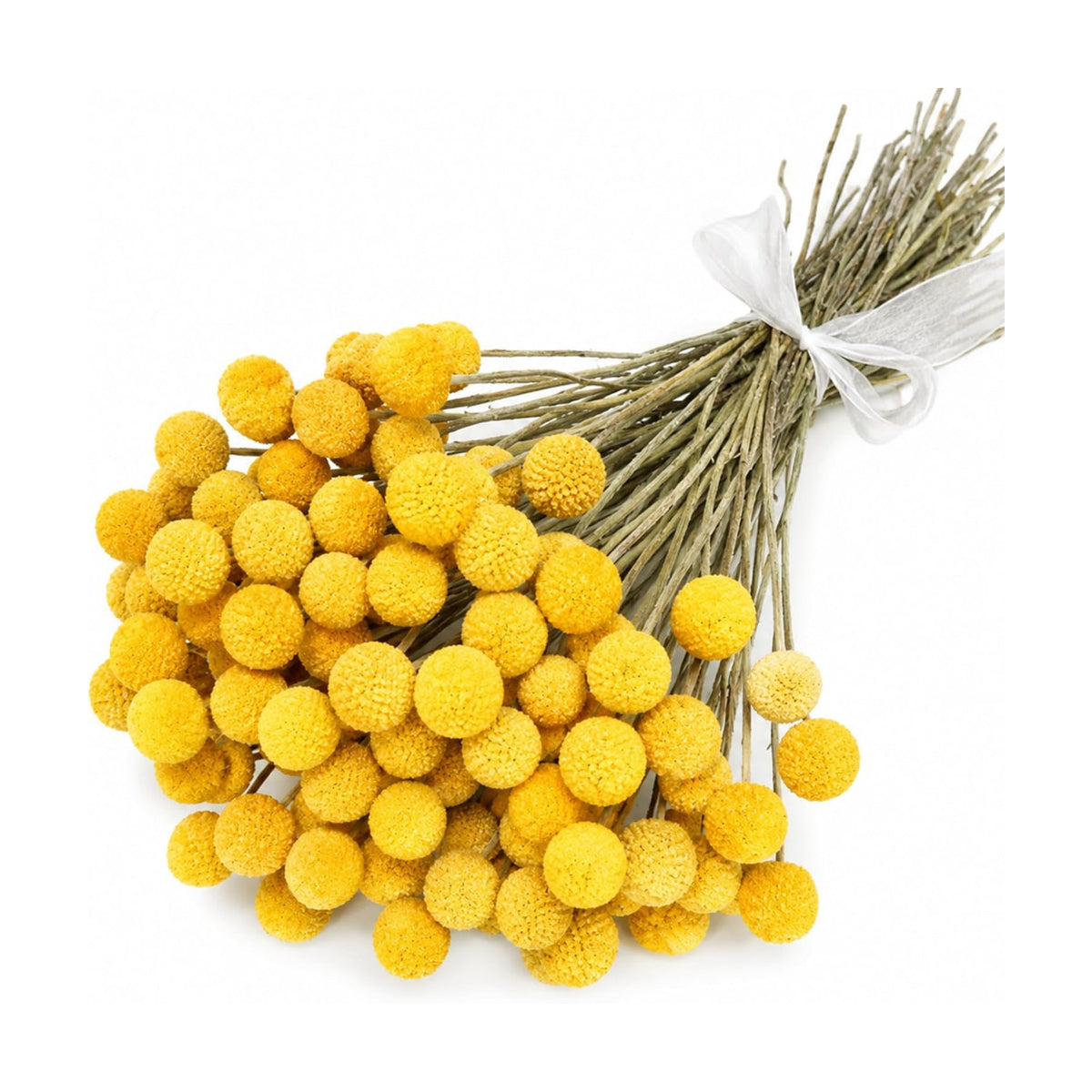 40pcs Dried Billy Balls Flowers for Wedding Decor & Floral Displays
