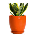 6 Inch Ceramic Plant Pots with Drainage Hole and Saucer, Orange