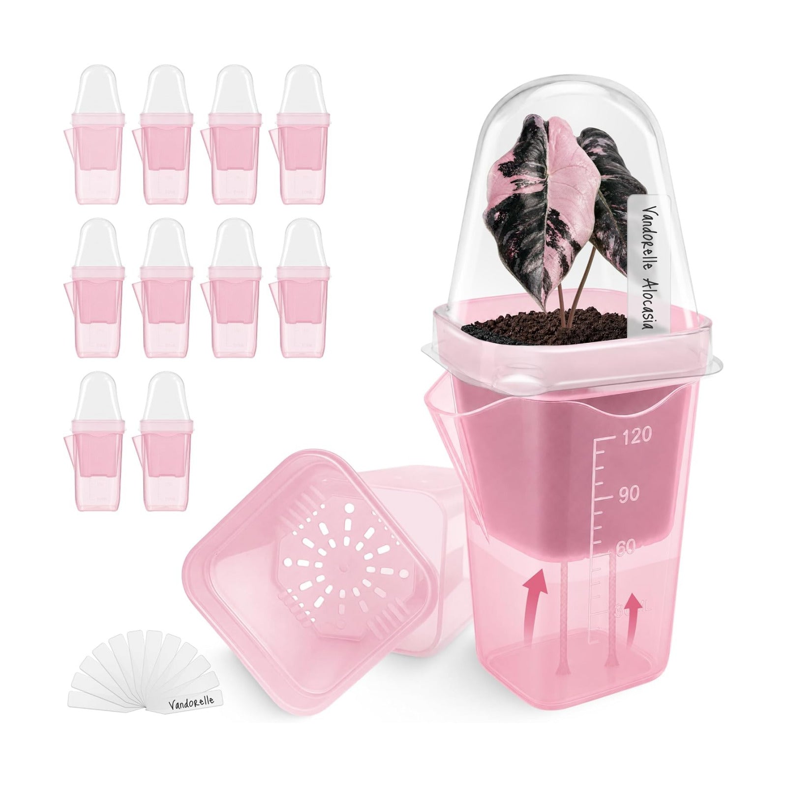 12 Pack 2" Small Pink Self Watering Pots with Humidity Dome for Indoor Plants,Clear Seed Starter Cup,Tissue Culture